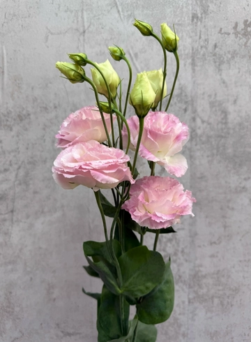 Эустома от интернет-магазина цветов в 