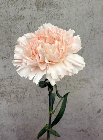 Гвоздика одноголовая  от интернет-магазина цветов в 