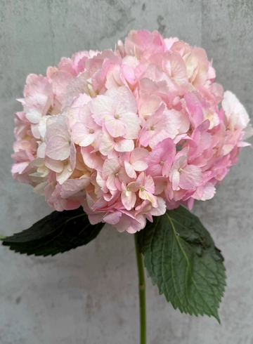 Гортензия Pink от интернет-магазина цветов в 