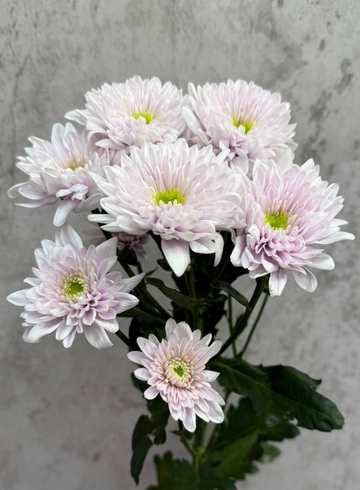 Хризантема Commander Pink от интернет-магазина цветов в 