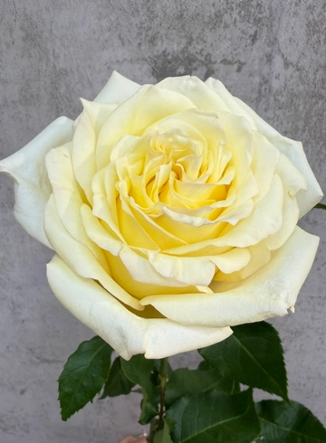 Роза Candlelight 80 см. от интернет-магазина цветов в 