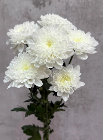 Хризантема Алтай от интернет-магазина цветов в 