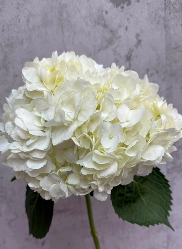 Гортензия White от интернет-магазина цветов в 