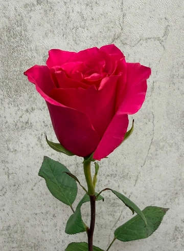 Роза Хот Эксплорер 90 см. от интернет-магазина цветов в 