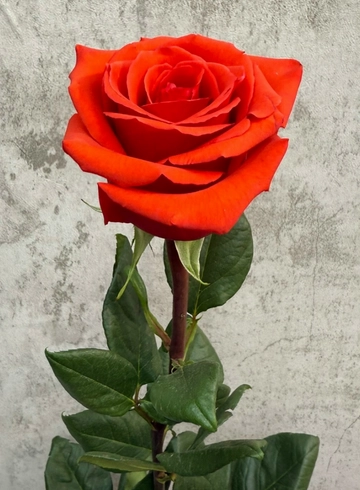 Роза Нина 70 см. от интернет-магазина цветов в 