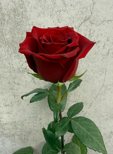 Роза Эксплорер 60 см. от интернет-магазина цветов в 