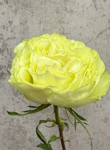 Роза Лимонад от интернет-магазина цветов в 