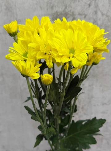 Хризантема кустовая от интернет-магазина цветов в 