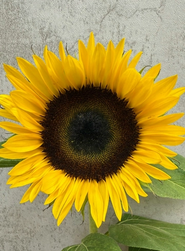 Подсолнух от интернет-магазина цветов в 