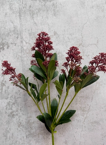 Скимия от интернет-магазина цветов в 