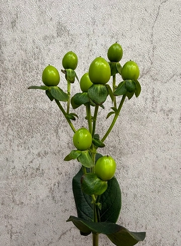 Гиперикум от интернет-магазина цветов в 