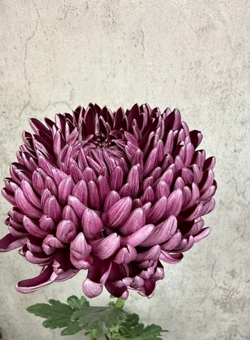 Хризантема бигуди (пурпурная) от интернет-магазина цветов в 