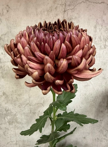 Хризантема бигуди от интернет-магазина цветов в 