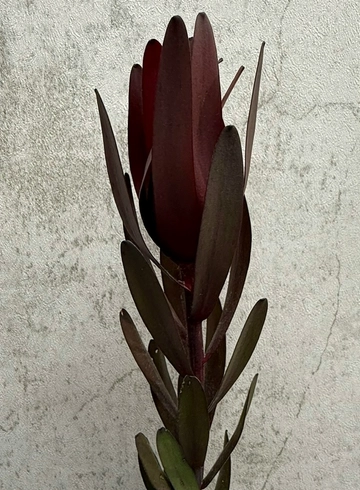 Леукадендрон от интернет-магазина цветов в 