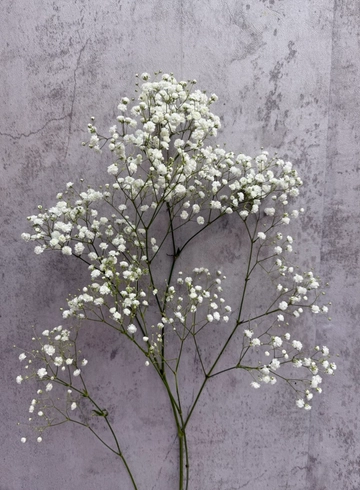 Гипсофила Белая от интернет-магазина цветов в 