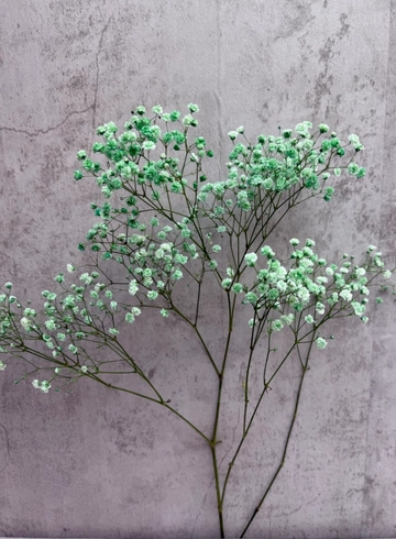 Гипсофила зелёная от интернет-магазина цветов в 