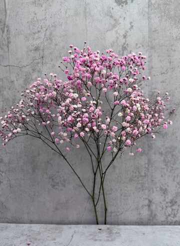 Гипсофила розовая от интернет-магазина цветов в 