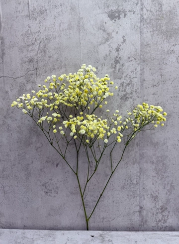 Гипсофила жёлтая от интернет-магазина цветов в 