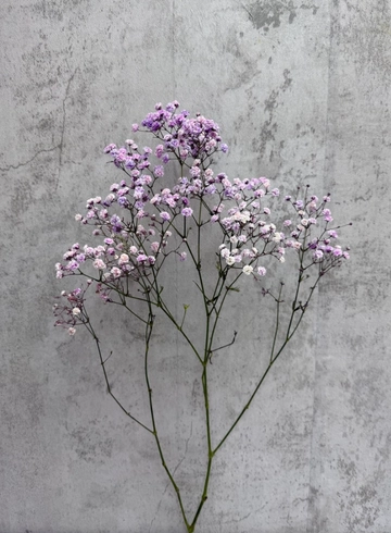 Гипсофила фиолетовая от интернет-магазина цветов в 