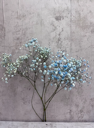 Гипсофила синяя от интернет-магазина цветов в 