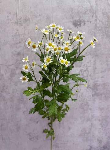 Матрикария от интернет-магазина цветов в 