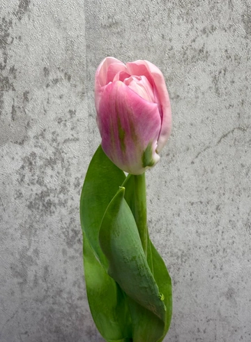 Тюльпан от интернет-магазина цветов в 