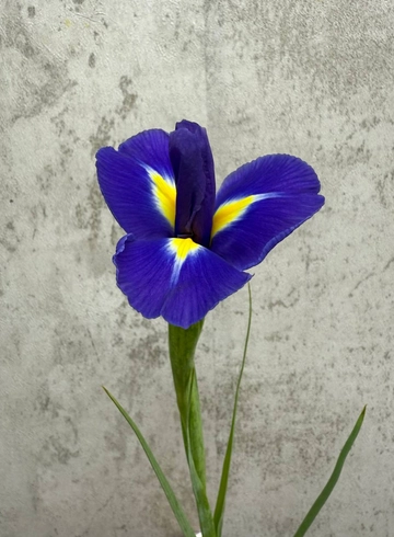 Ирис от интернет-магазина цветов в 