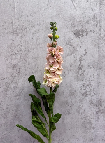 Матиола кремовая от интернет-магазина цветов в 