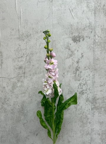 Матиола лиловая от интернет-магазина цветов в 