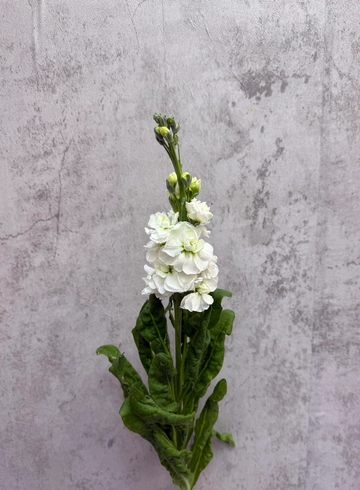 Матиола белая от интернет-магазина цветов в 