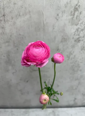 Ранункулюс малиновый от интернет-магазина цветов в 