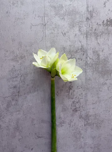 Амариллис белый от интернет-магазина цветов в 